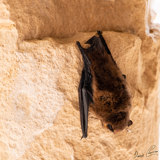 Petite chauve souris