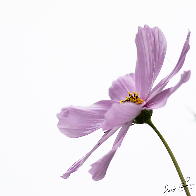 Fleur de cosmos