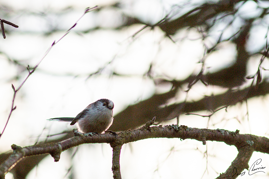 Mésange à longue queue