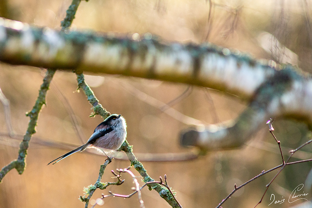 Mésange à longue queue