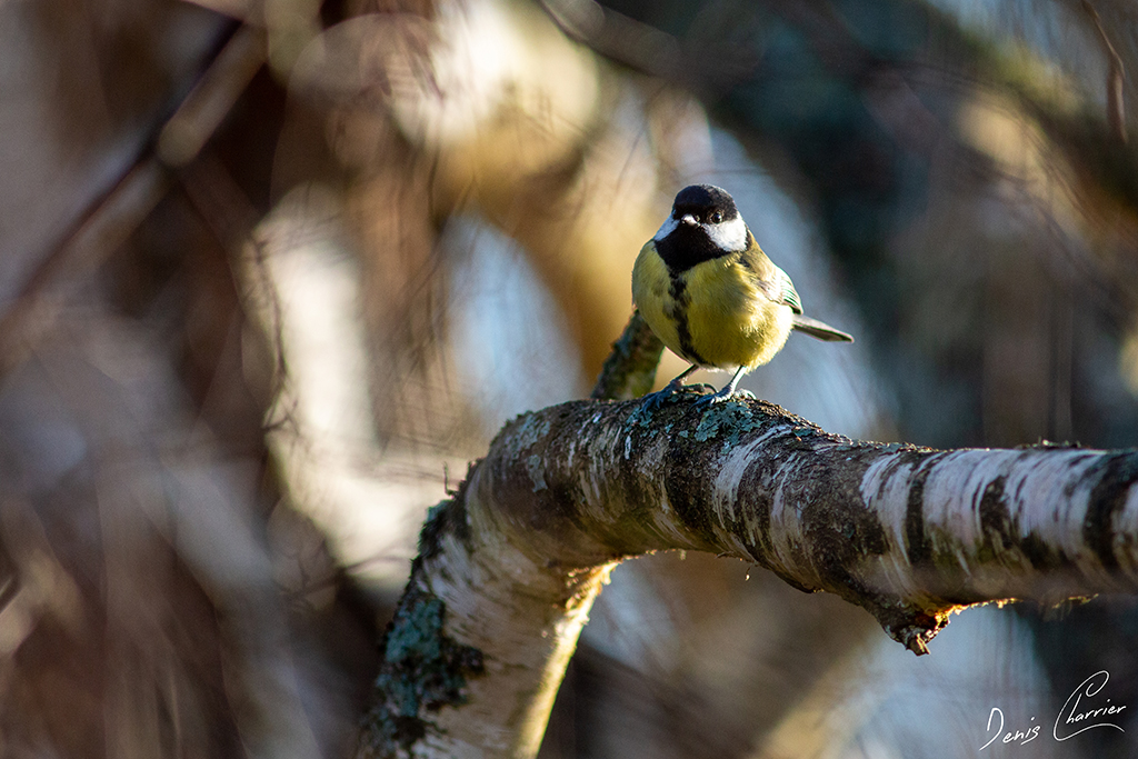 Mésange charbonnière