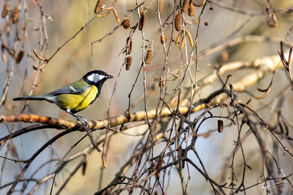 Mésange charbonnière