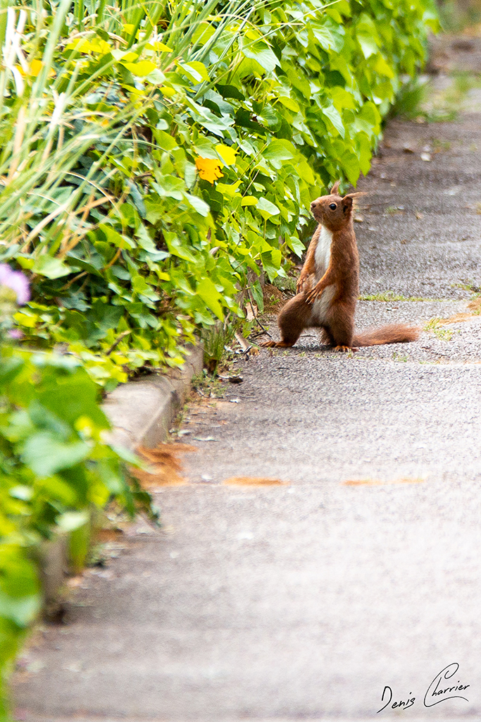 Ecureuil roux dans une allée de jardin