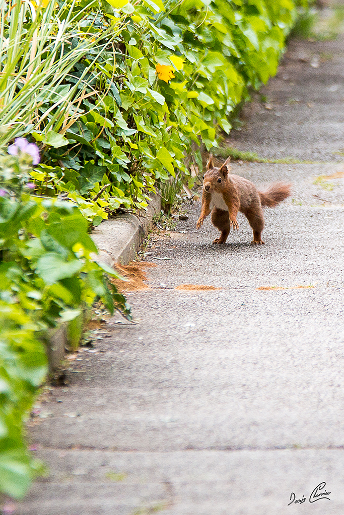 Ecureuil roux dans une allée de jardin