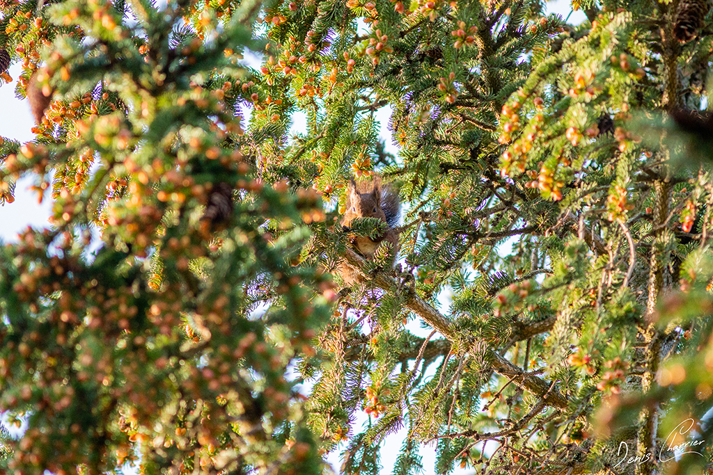 Ecureuil roux camouflé dans un épicéa