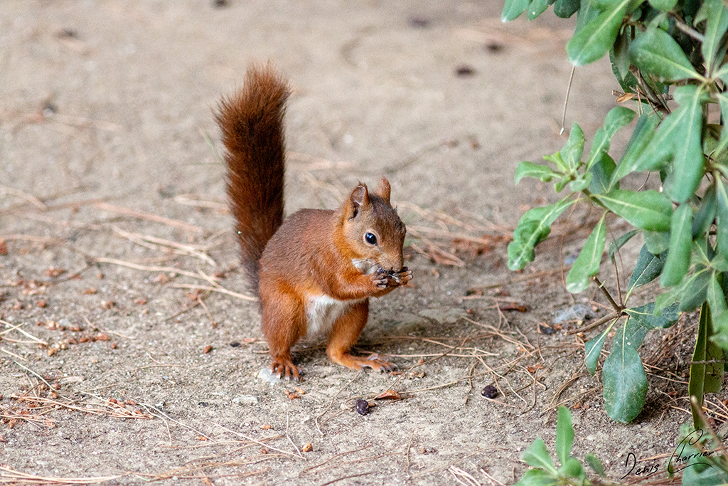 Ecureuil roux entrain de manger une graine de pin