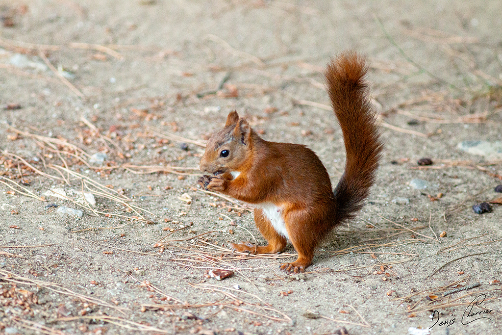 Ecureuil roux entrain de manger une graine de pin