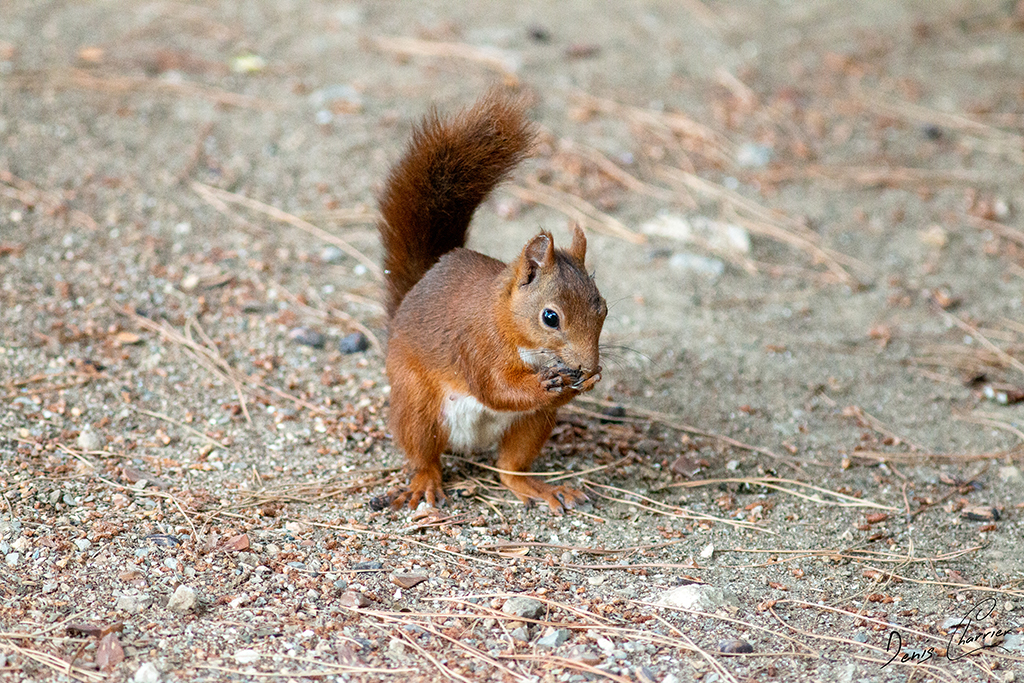 Ecureuil roux entrain de manger une graine de pin