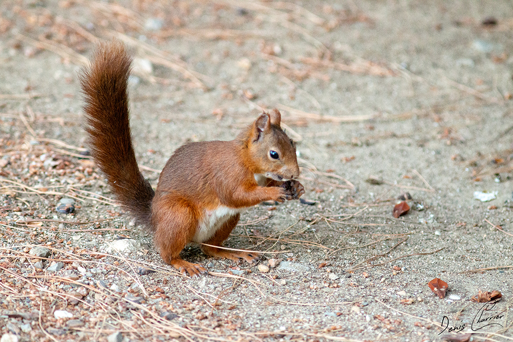 Ecureuil roux entrain de manger une graine de pin