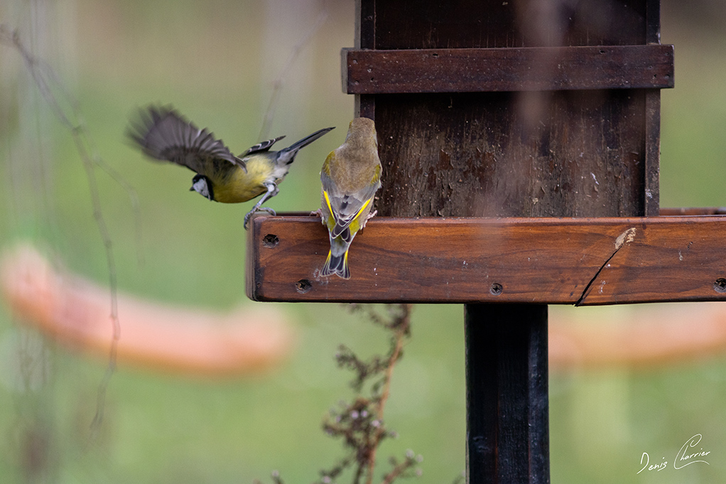 Envol d'une mésange bleue de la mangeoire