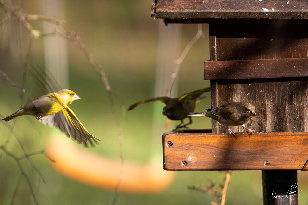 Verdier d'Europe en vol
