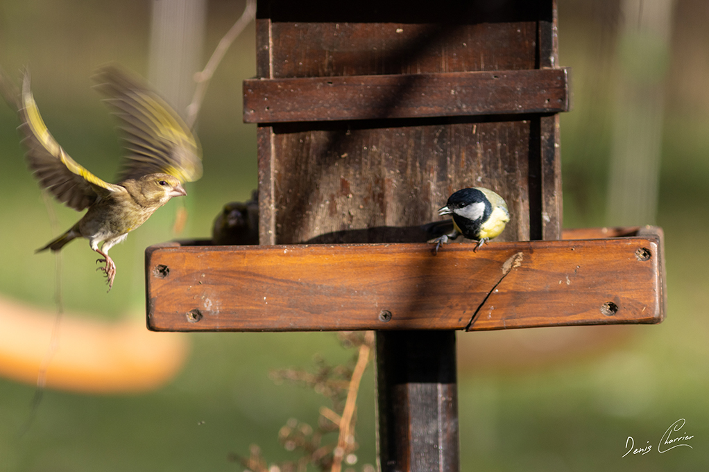 Verdier d'Europe en vol