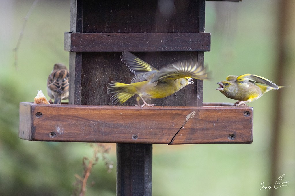 Deux verdiers d'Europe qui se vole dans les plumes!