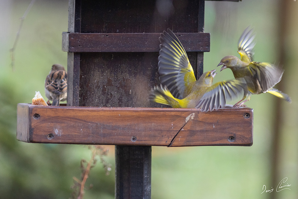 Deux verdiers d'Europe qui se vole dans les plumes!