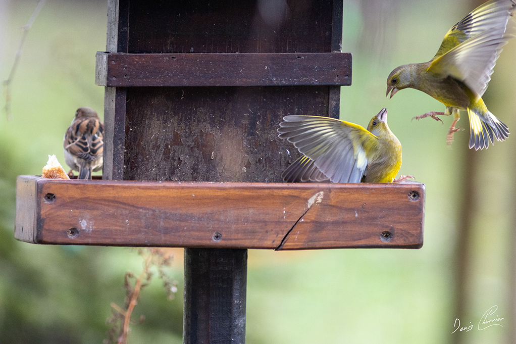 Deux verdiers d'Europe qui se vole dans les plumes!