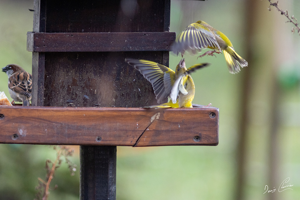 Deux verdiers d'Europe qui se vole dans les plumes!