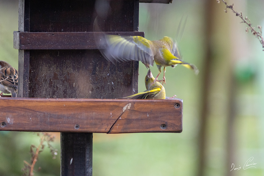 Deux verdiers d'Europe qui se vole dans les plumes!