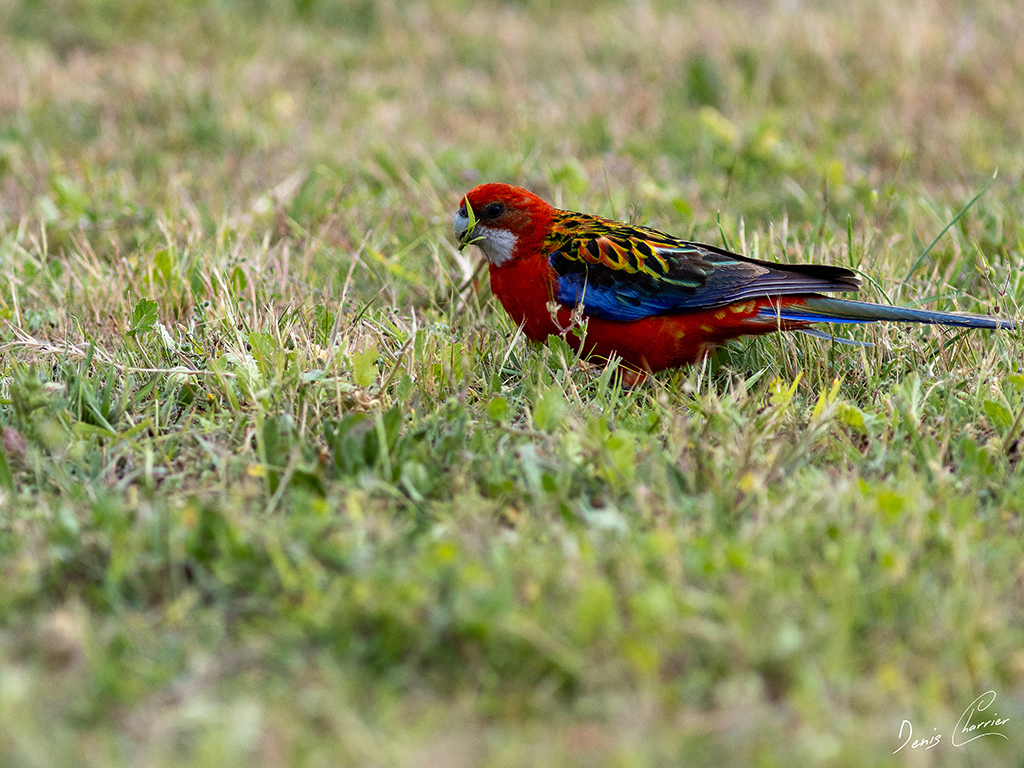 Omnicolore mutation rouge sur la pelouse