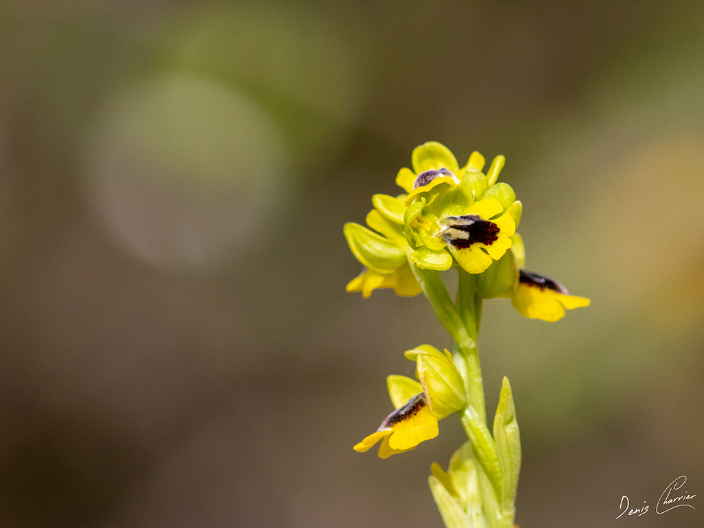 Ophrys lutea ou ophrys jaune