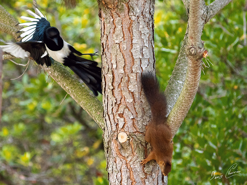 Pie bavarde pourchassant u écureuil roux sur un tronc d'arbre