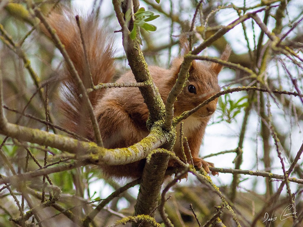 Ecureuil roux