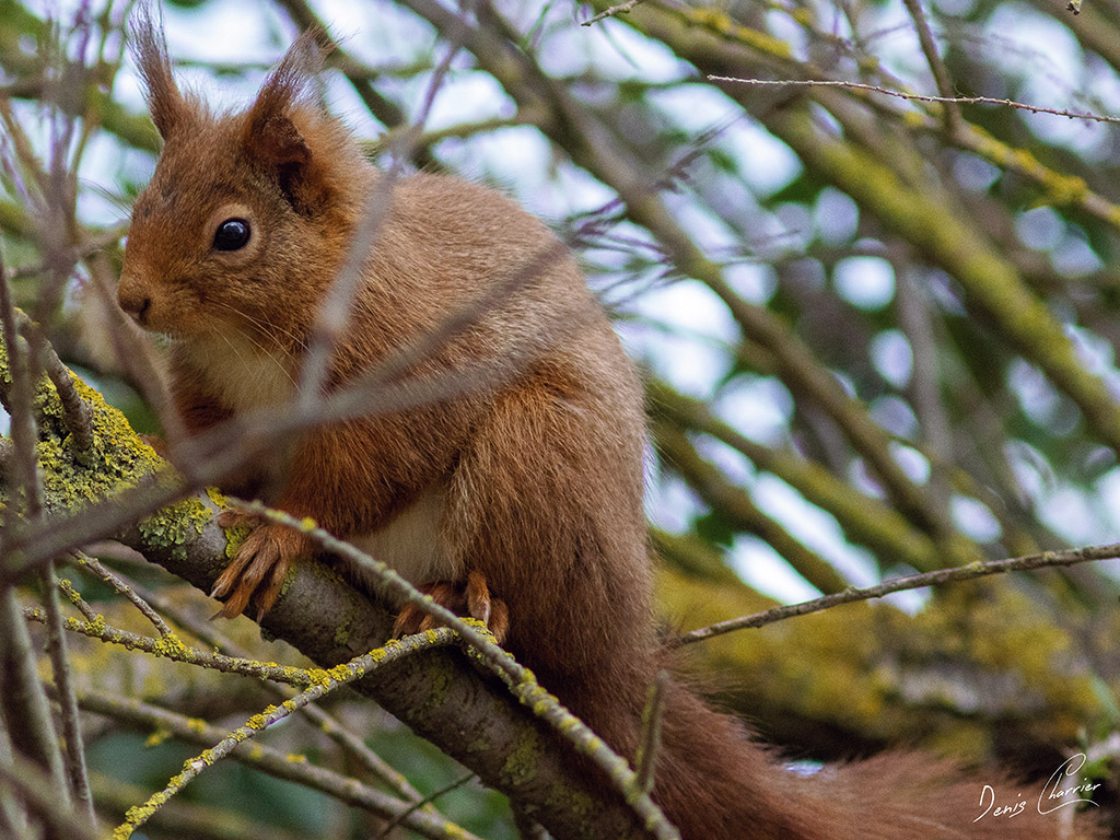 Ecureuil roux