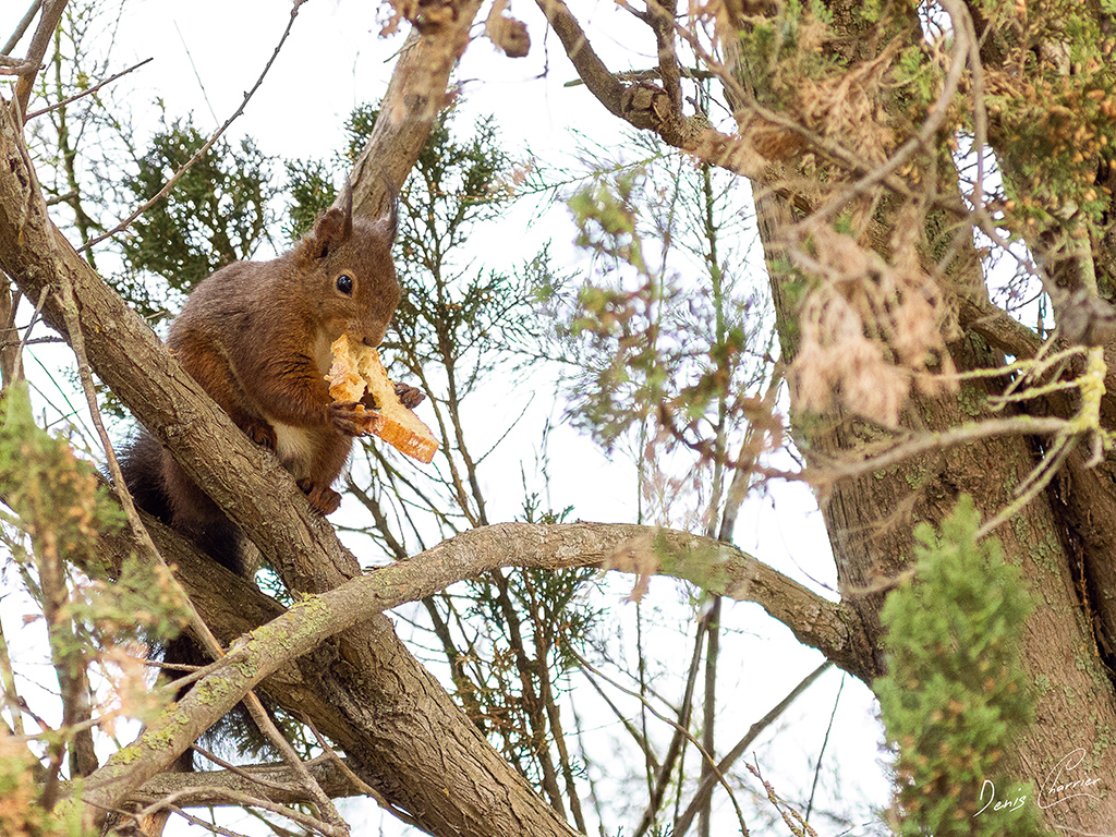 Ecureuil roux mangeant une tartine de pain !!