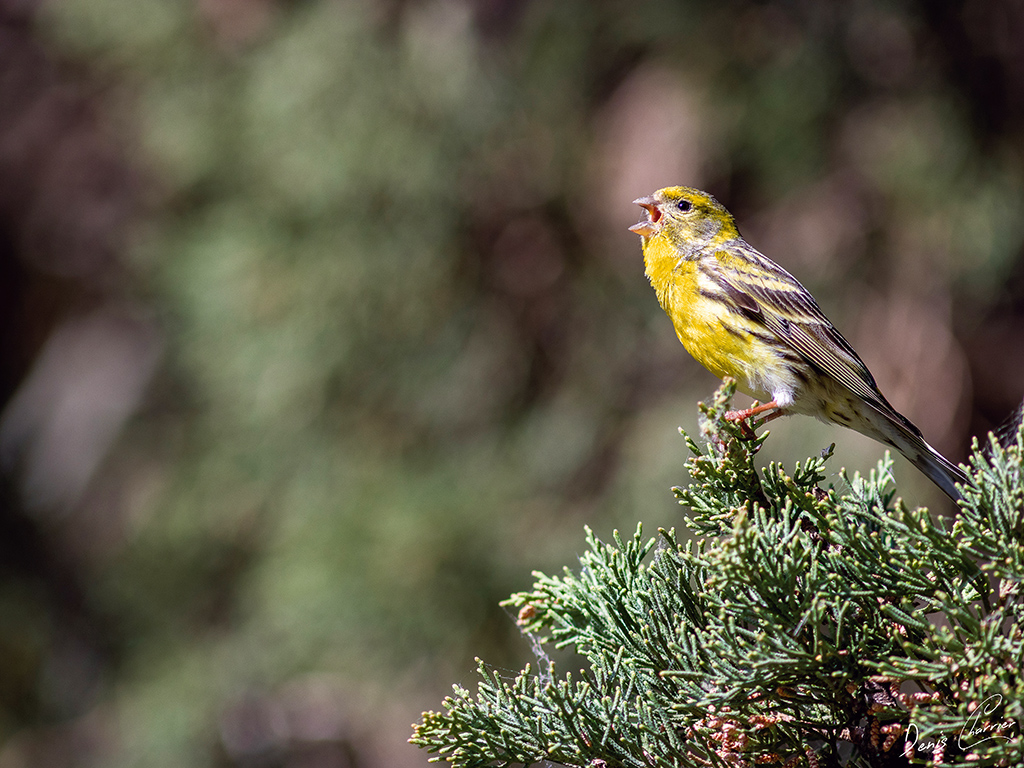 Tarin des aulnes entrain de chanter