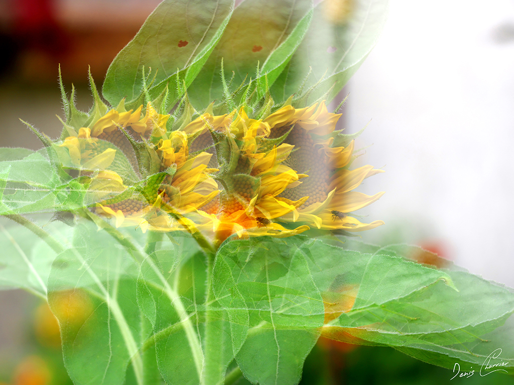 Fleur de tournesol en mode multi-exposition