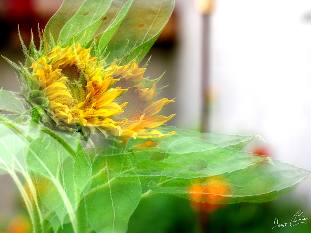 Fleur de tournesol en mode multi-exposition