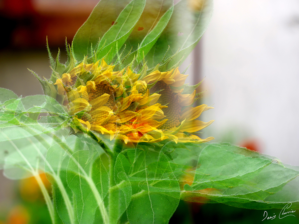 Fleur de tournesol en mode multi-exposition