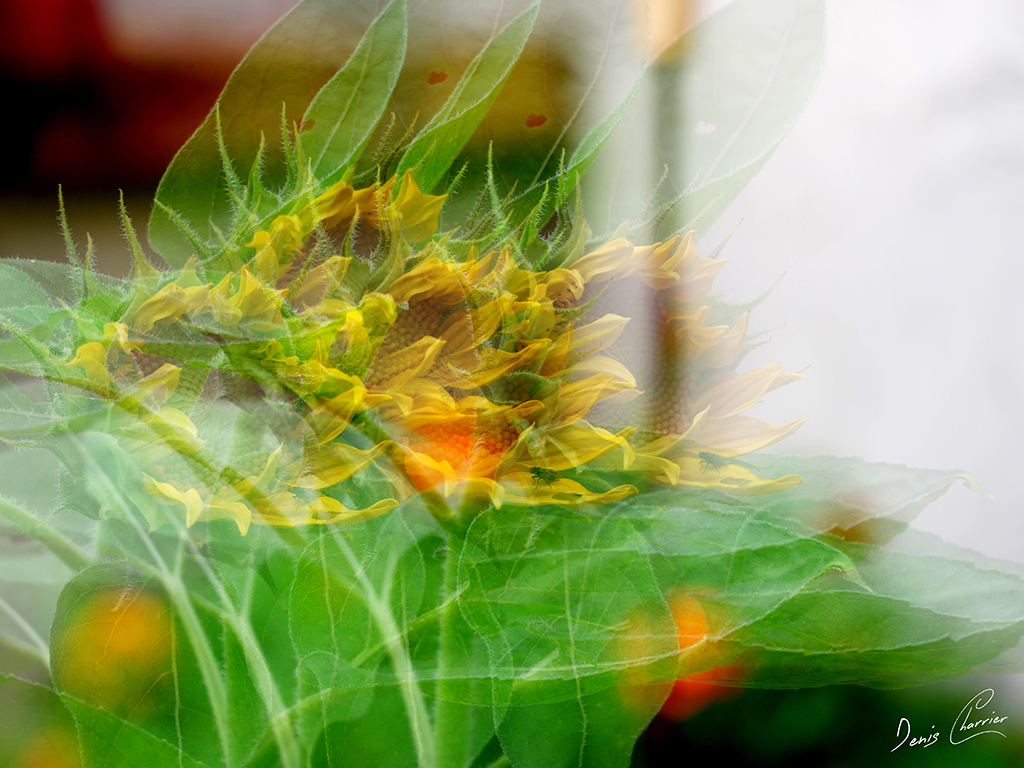 Fleur de tournesol en mode multi-exposition