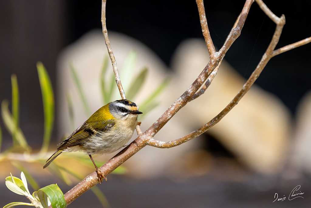 Roitelet triple-bandeau