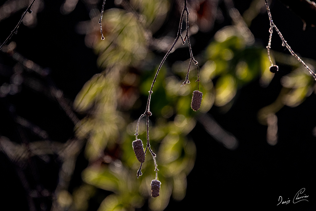 Graines de bouleau et effet de bokeh