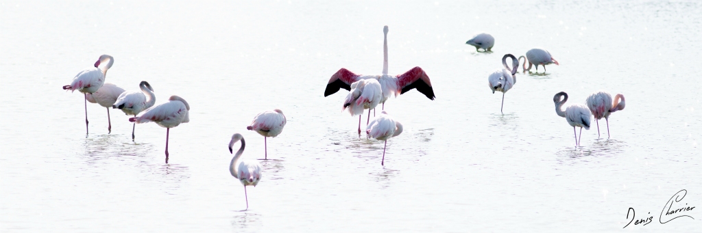 Flamands roses