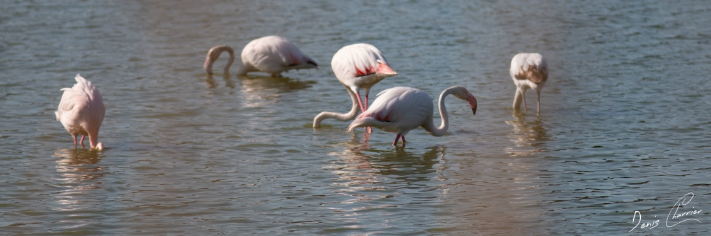Flamands roses