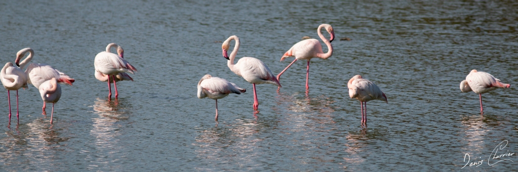 Flamands roses