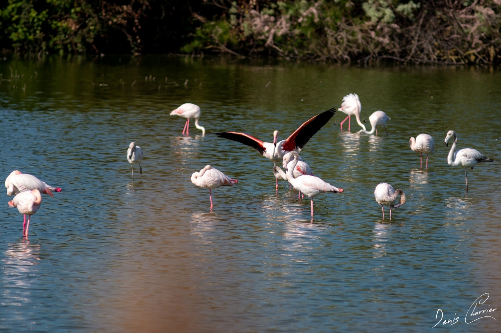 Flamands roses