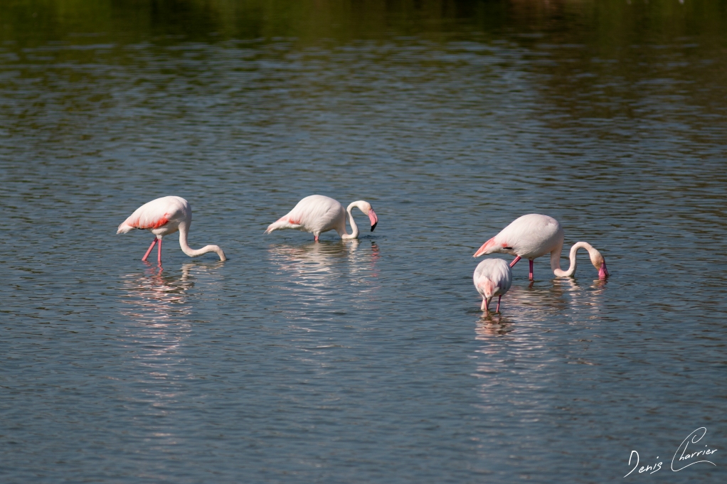 Flamands roses