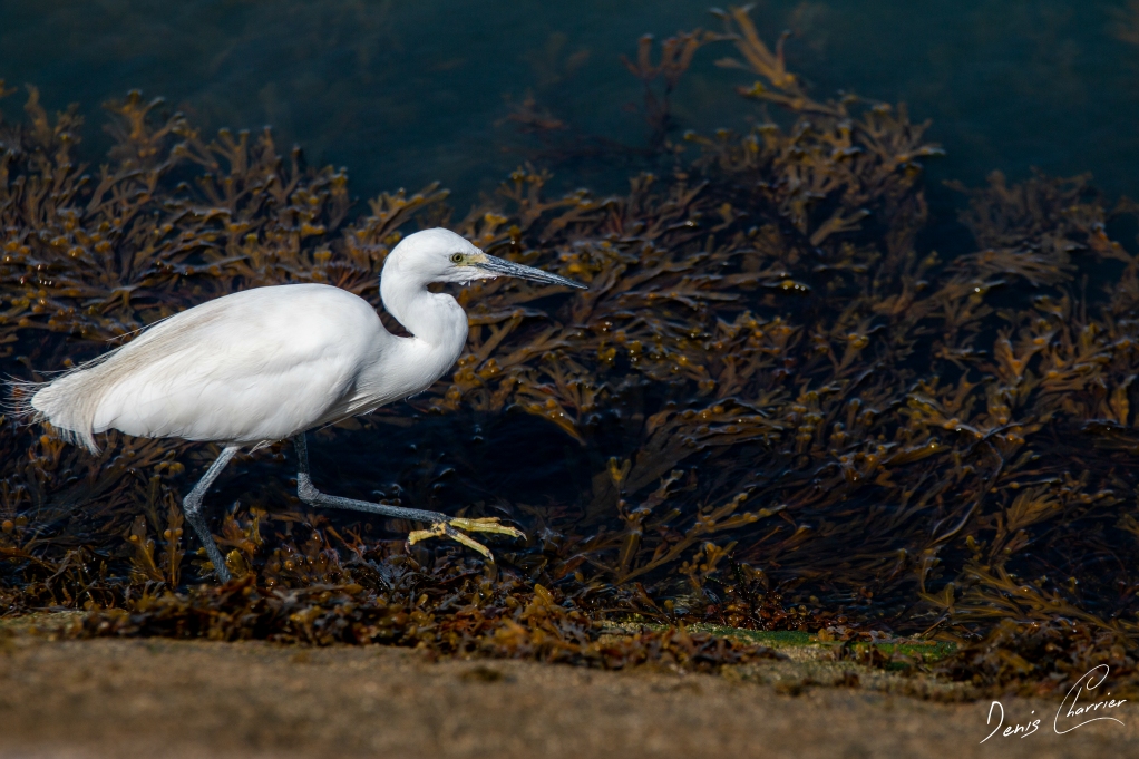 Aigrette garzette