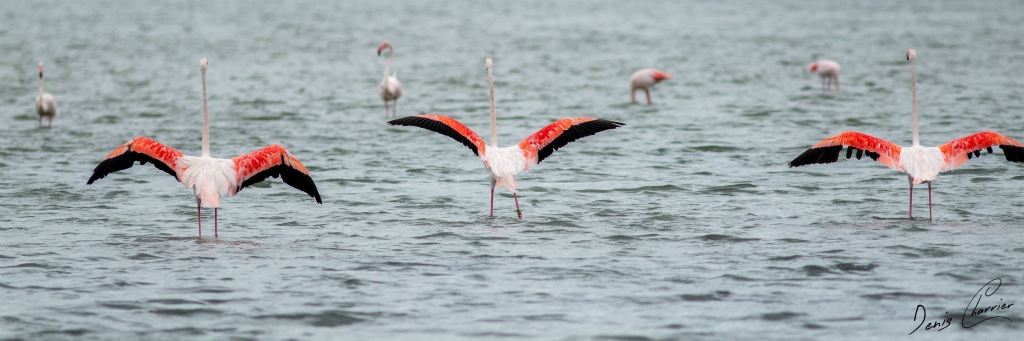 Flamands roses