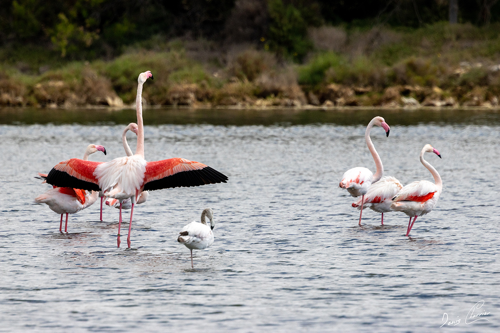 Flamands roses