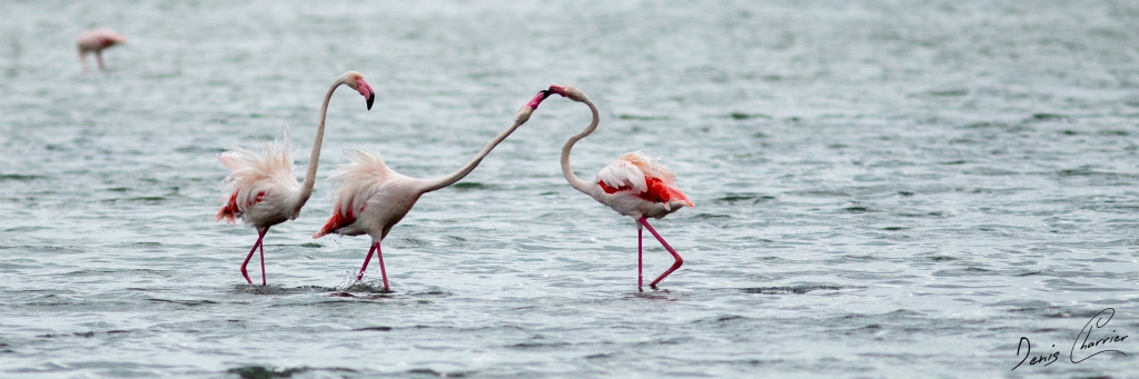 Flamands roses