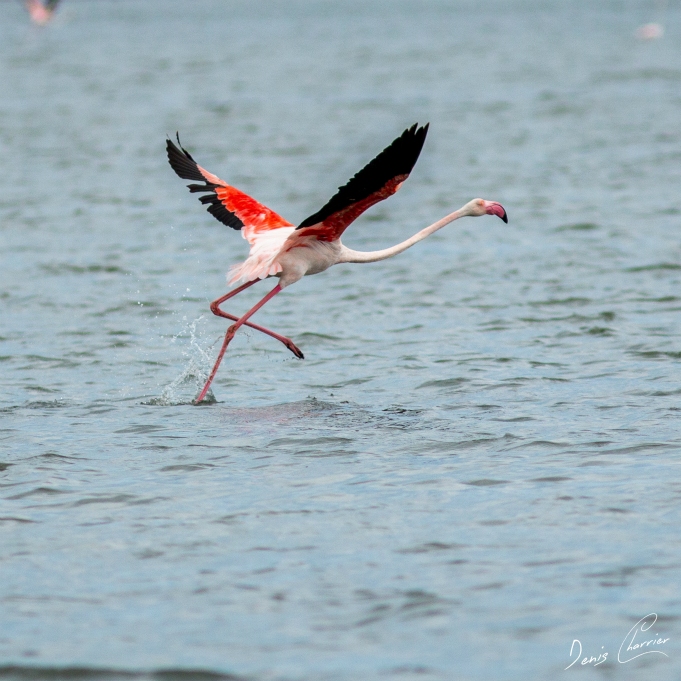 Flamand rose