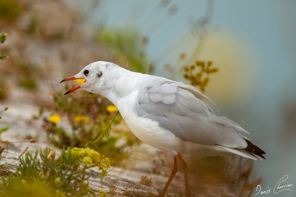 Mouette grise