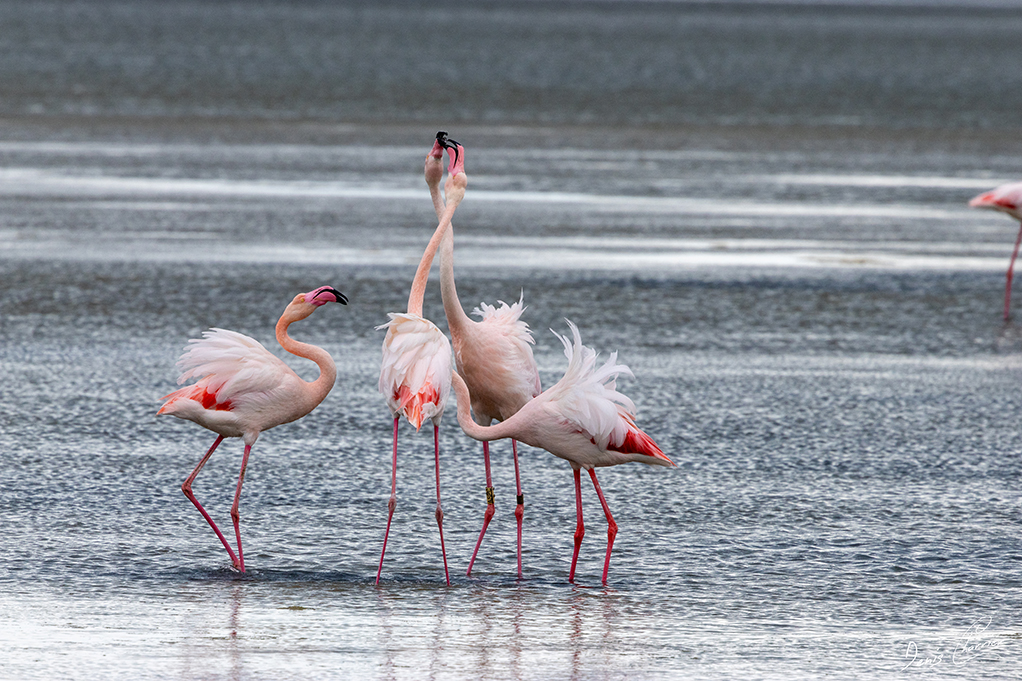 Flamands roses