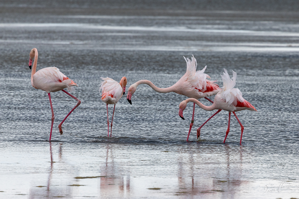 Flamands roses