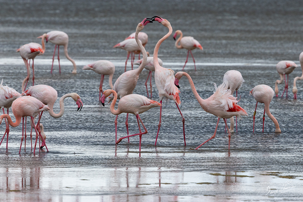 Flamands roses