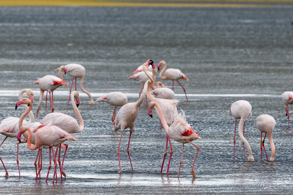 Flamands roses