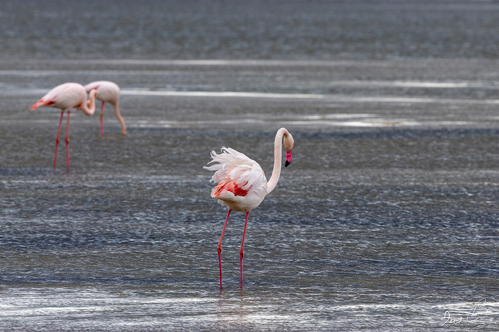 Flamands roses